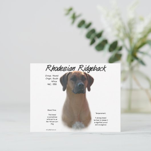 Carte Postale Rhodesian Ridgeback Historique Design (Debout devant)