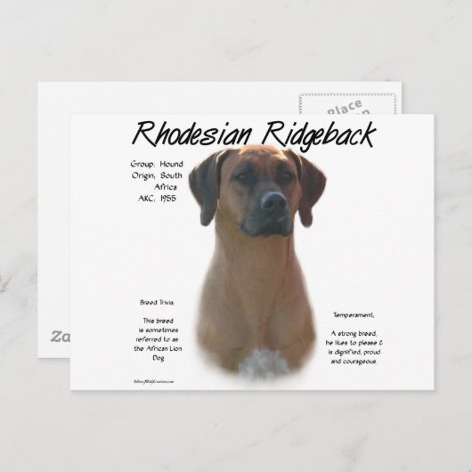 Carte Postale Rhodesian Ridgeback Historique Design (Devant / Derrière)