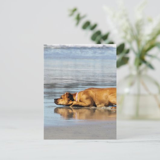 Carte Postale Rhodesian Ridgeback - L'eau est-elle froide? (Debout devant)