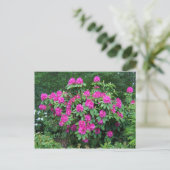 Carte Postale Rhododendron (Debout devant)
