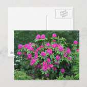 Carte Postale Rhododendron (Devant / Derrière)