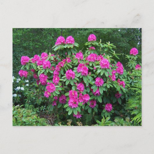 Carte Postale Rhododendron (Devant)