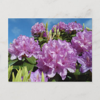 Carte Postale Rhododendron