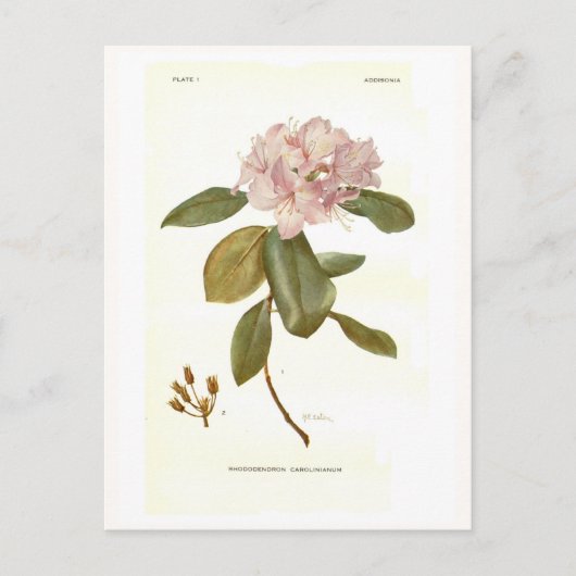 Carte Postale Rhododendron carolinianum (Devant)