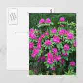 Carte Postale Rhododendron de forêt (Devant / Derrière)