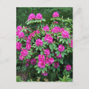 Carte Postale Rhododendron de forêt
