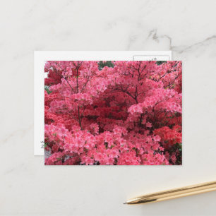 Carte postale Rhododendron de Halifax Nouvelle-Éco