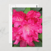 Carte Postale Rhododendron En Rose (Devant / Derrière)