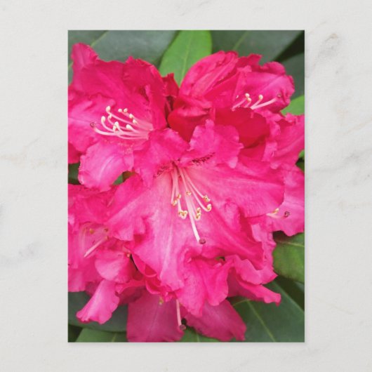 Carte Postale Rhododendron En Rose (Devant)