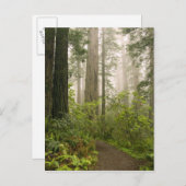 Carte Postale Rhododendron fleurissant parmi les séquoias côtier (Devant / Derrière)