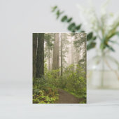 Carte Postale Rhododendron fleurissant parmi les séquoias côtier (Debout devant)