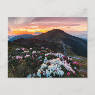 Carte Postale Rhododendron florissant Parc national de Taroko