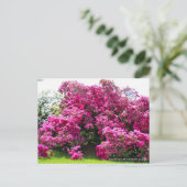 Carte Postale Rhododendron Hirado Azarea (Debout devant)