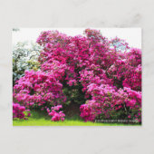 Carte Postale Rhododendron Hirado Azarea (Devant)