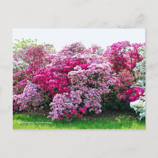 Carte Postale Rhododendron : Hirado-Tsutsuji [Carte postale] (Devant)