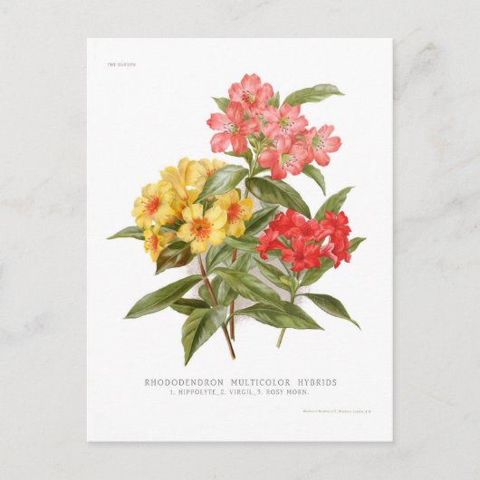 Carte Postale Rhododendron hybride multicolore (Devant)