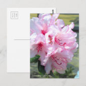 Carte Postale Rhododendron 'Hydon Down' [Carte postale] (Devant / Derrière)