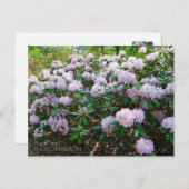 Carte Postale Rhododendron "Joyful Day" (Devant / Derrière)
