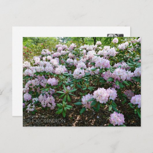 Carte Postale Rhododendron "Joyful Day" (Devant / Derrière)