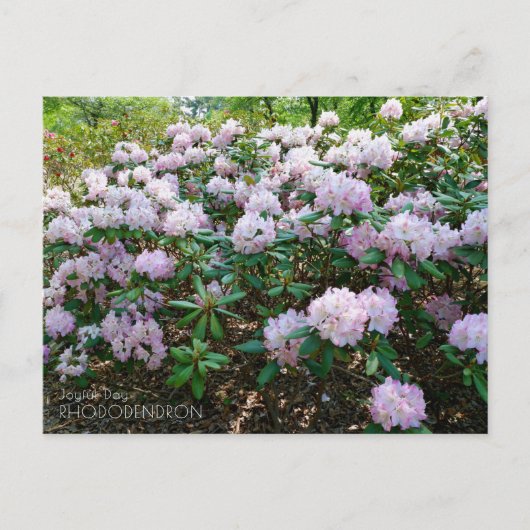 Carte Postale Rhododendron "Joyful Day" (Devant)