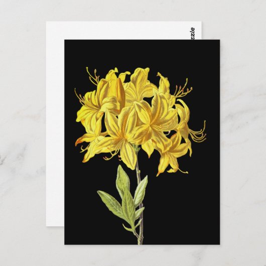 Carte Postale Rhododendron luteum (Azalée Pontique) (Devant / Derrière)