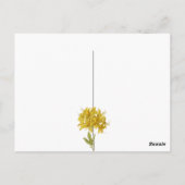 Carte Postale Rhododendron luteum (Azalée Pontique) (Dos)