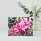 Carte Postale Rhododendron maximum en Virginie-Occidentale (Debout devant)