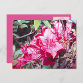 Carte Postale Rhododendron maximum en Virginie-Occidentale (Devant / Derrière)