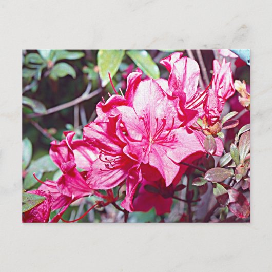 Carte Postale Rhododendron maximum en Virginie-Occidentale (Devant)