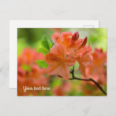 Carte postale Rhododendron orange (Devant / Derrière)