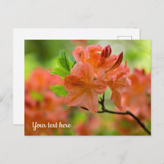 Carte postale Rhododendron orange (Devant / Derrière)