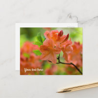 Carte postale Rhododendron orange