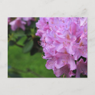 Carte Postale Rhododendron pittoresque