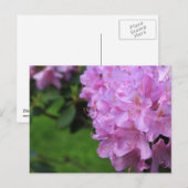 Carte Postale Rhododendron pittoresque (Devant / Derrière)
