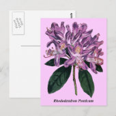 Carte Postale Rhododendron Ponticum (Devant / Derrière)
