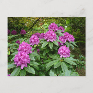 Carte Postale Rhododendron Ponticum