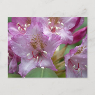 Carte Postale Rhododendron rose