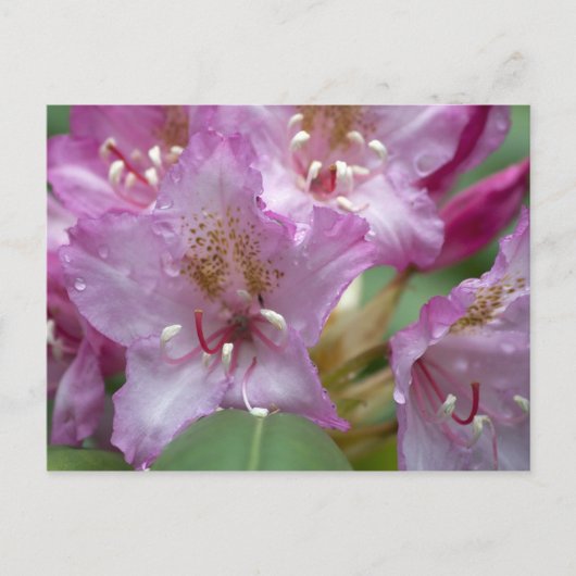 Carte Postale Rhododendron rose (Devant)