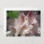 Carte Postale Rhododendron rose 2 (Devant / Derrière)