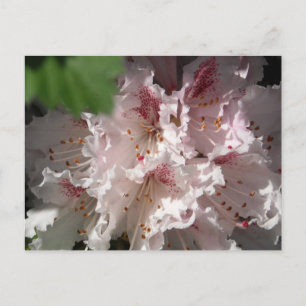Carte Postale Rhododendron rose 2