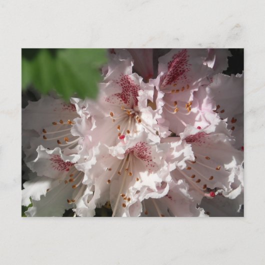 Carte Postale Rhododendron rose 2 (Devant)
