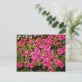 Carte Postale Rhododendron rose Indicum fleurs "Roses" (Azalea) (Debout devant)