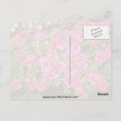 Carte Postale Rhododendron rose Indicum fleurs "Roses" (Azalea) (Dos)