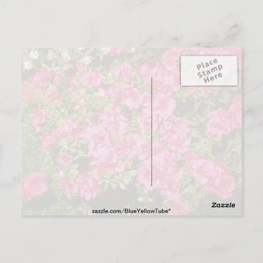Carte Postale Rhododendron rose Indicum fleurs "Roses" (Azalea) (Dos)