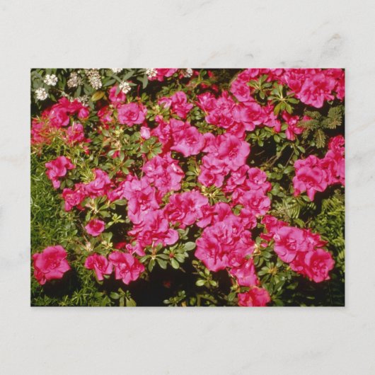 Carte Postale Rhododendron rose Indicum fleurs "Roses" (Azalea) (Devant)
