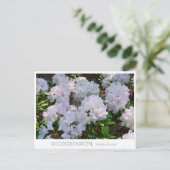 Carte Postale Rhododendron "Wedding Bouquet" (Debout devant)