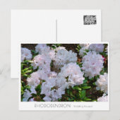 Carte Postale Rhododendron "Wedding Bouquet" (Devant / Derrière)