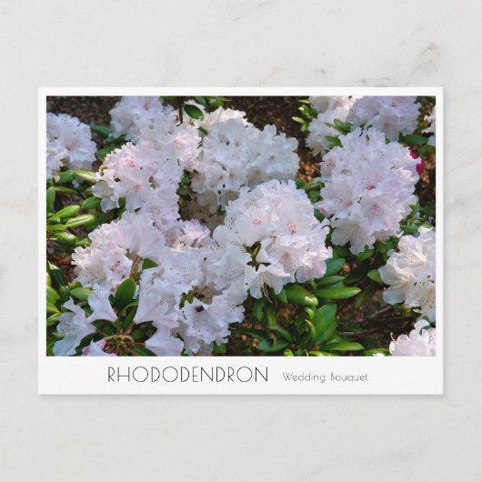 Carte Postale Rhododendron "Wedding Bouquet" (Devant)