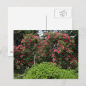 Carte Postale Rhododendrons (Devant / Derrière)