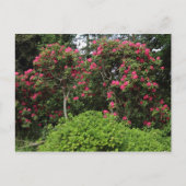 Carte Postale Rhododendrons (Devant)